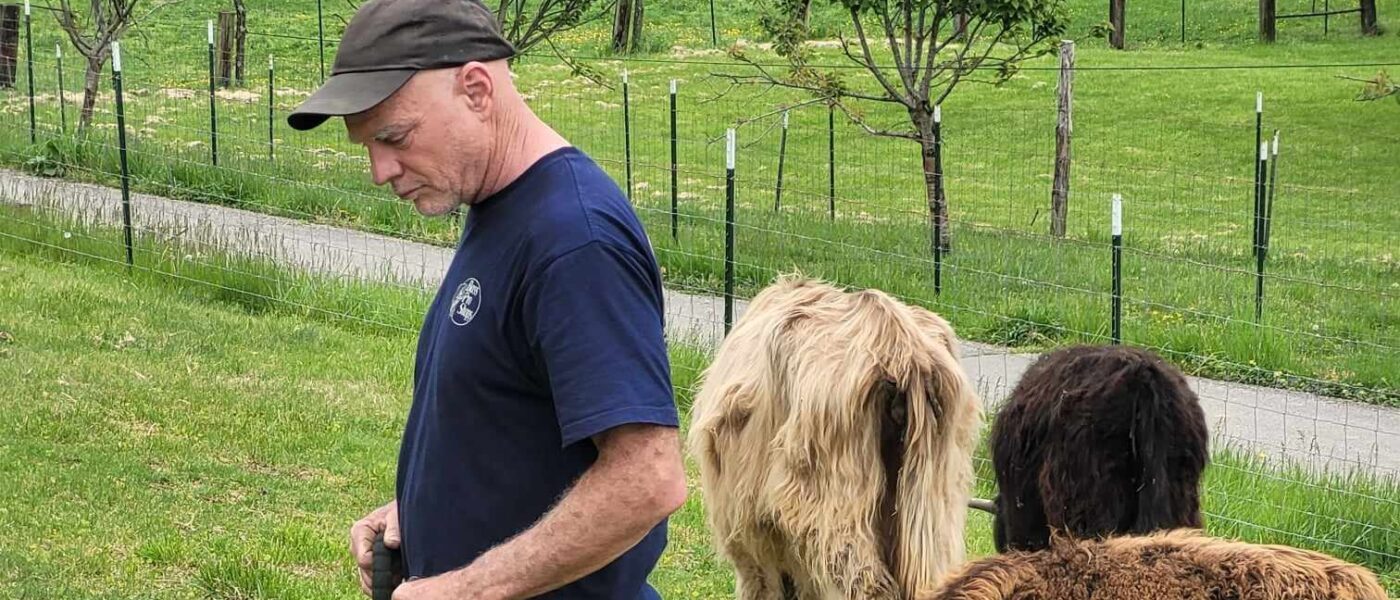 farmer with a dog on a leash and cows eating grass