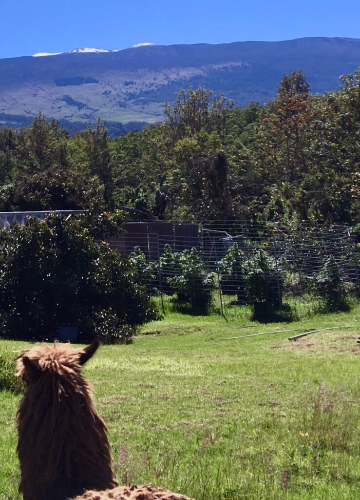 animal looking at mountains in the distance