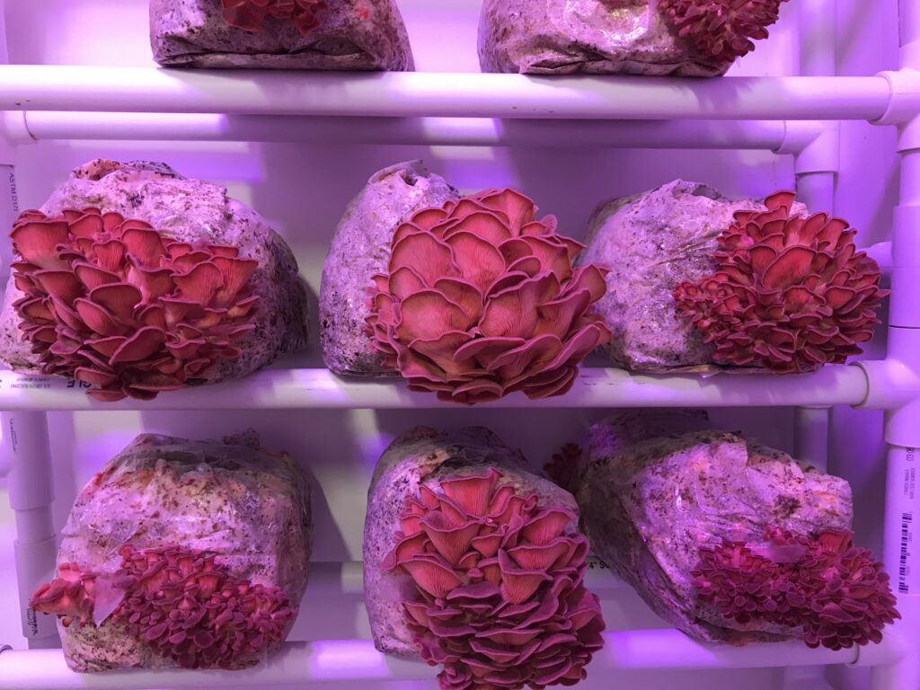 mushrooms growing under purple light