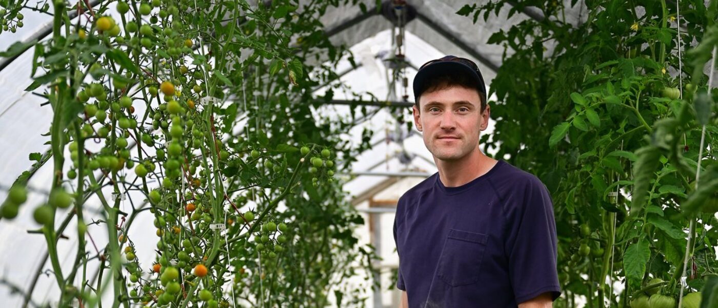 A farmer stands next to tomato bushes while holding a green bucket and a cover is overhead