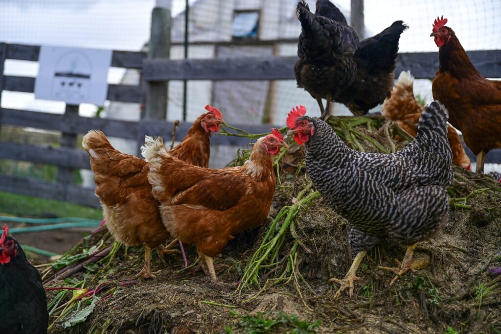 chickens on a mound