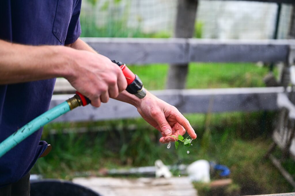 a man's hand spraying water onto a small green leaf