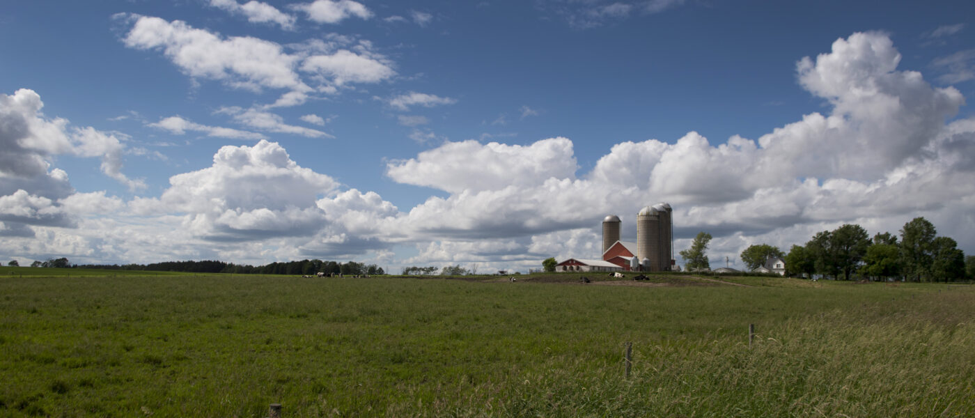 dairy farm field