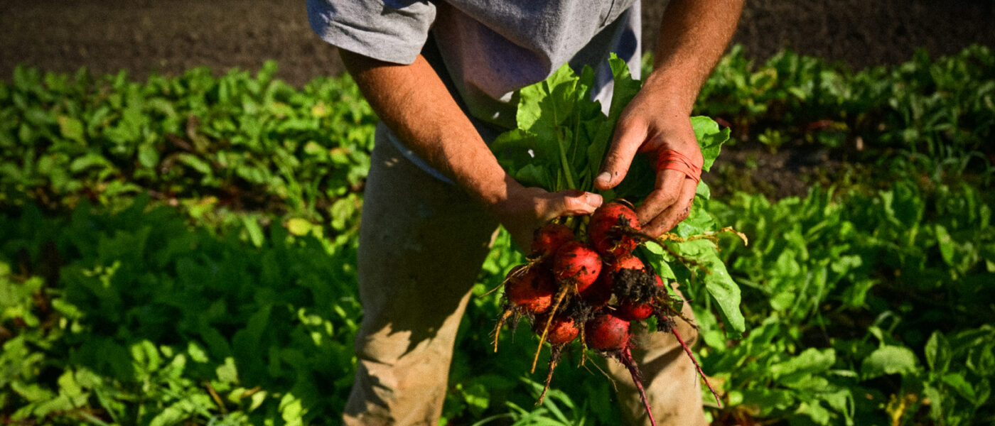 farmer holding beets in a field