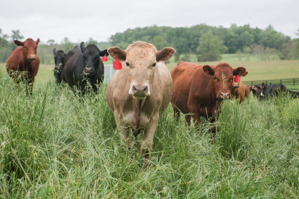 cows in a field facing the camera