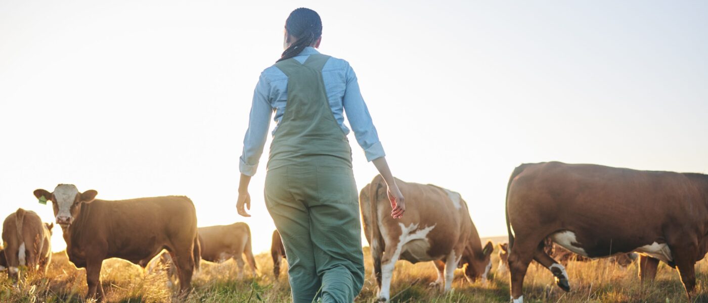 woman farmer with her back towards the camera, walks towards cows in a field