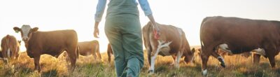 woman farmer with her back towards the camera, walks towards cows in a field