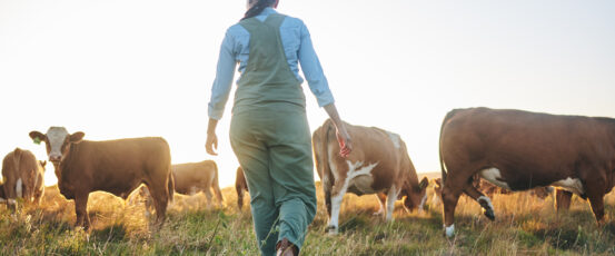 How Consolidation by Meatpacking Giants is Hurting Farmers and Consumers, and What the Biden Administration is Doing About It