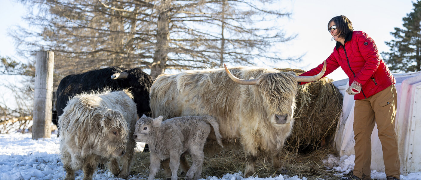 woman with cattle in a snowy field
