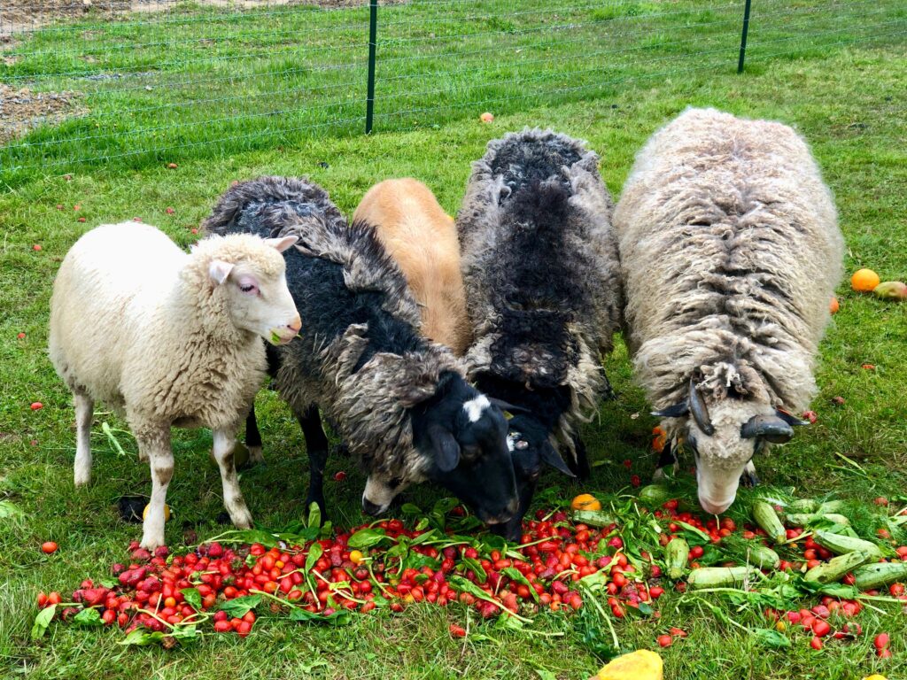 sheep eating