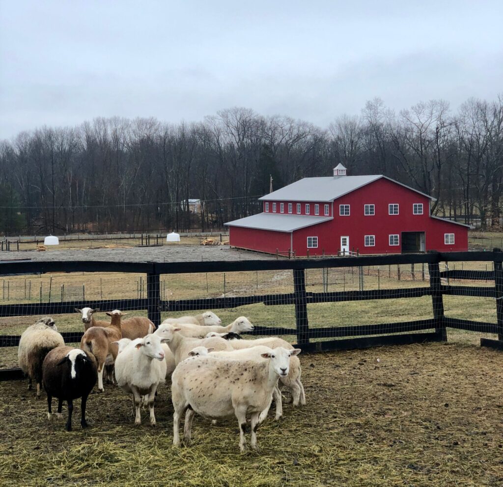 sheep on grass with a red barn in the background