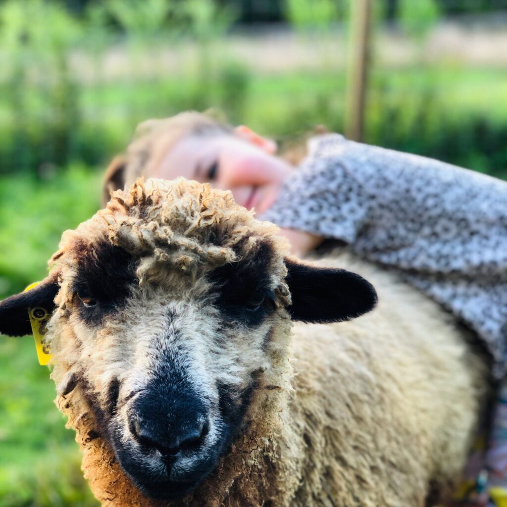 sheep with child resting on it