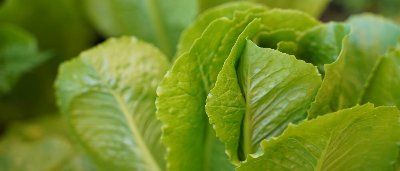 close-up of green lettuce