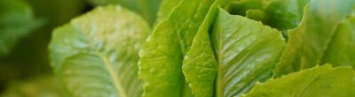close-up of green lettuce