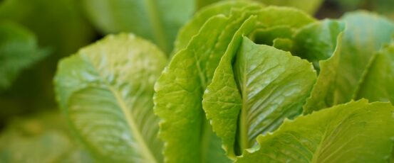 Additional Support Announced for Financially Distressed Farm Loan Borrowers