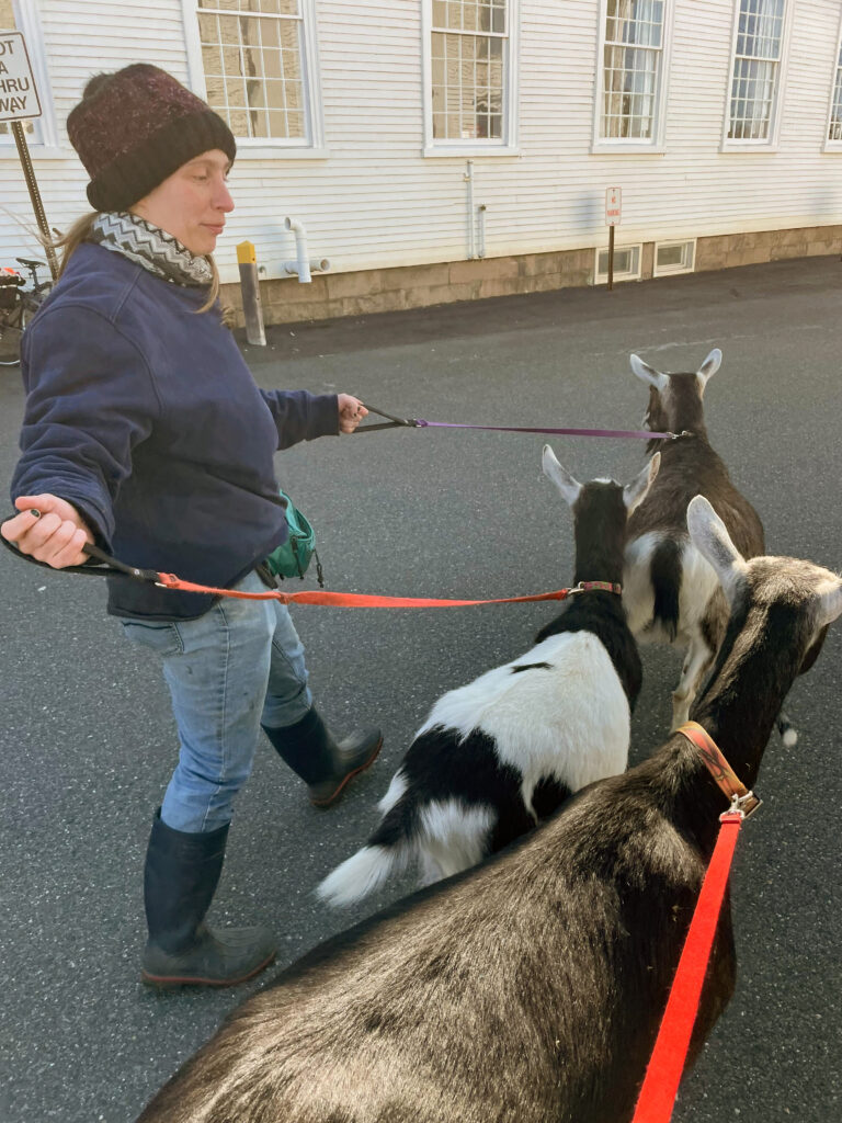 protesting farmer with goats