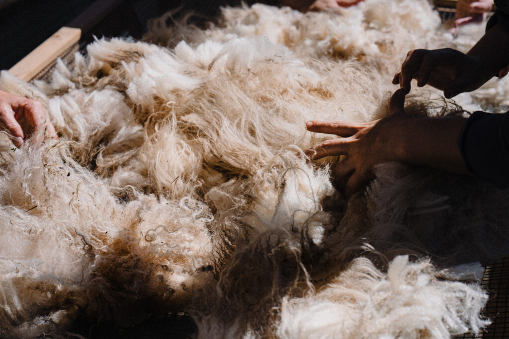 Wool being sorted