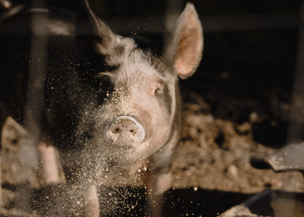 A pig that lives on the property