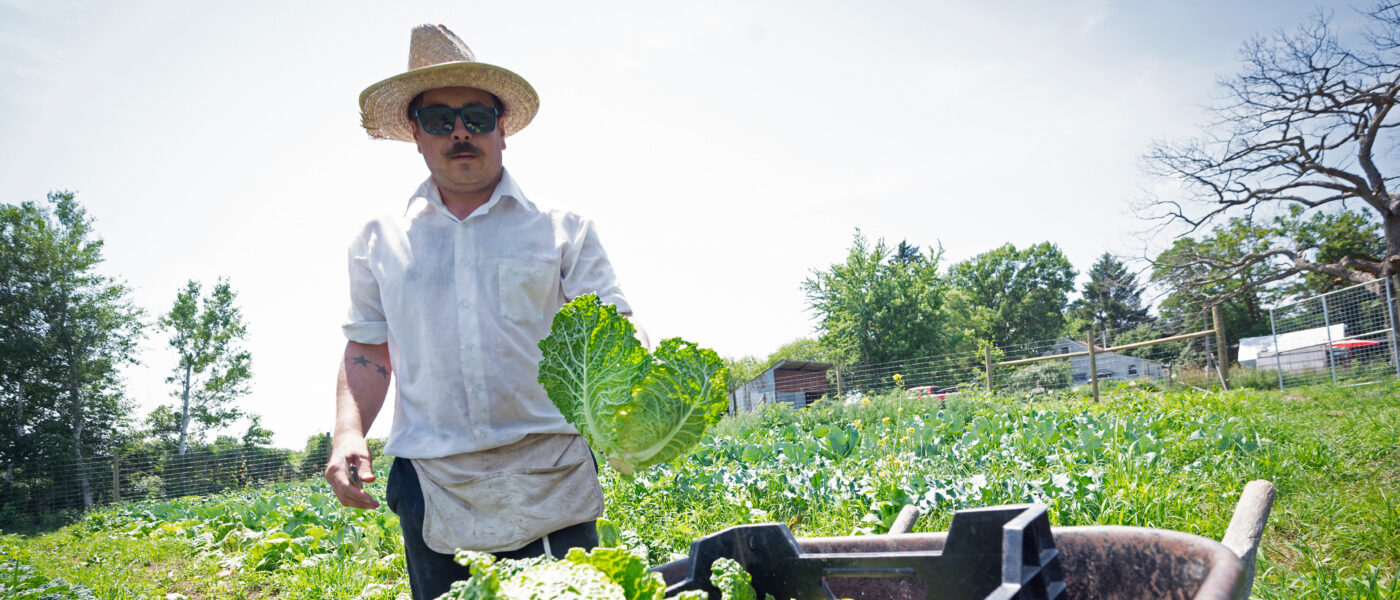 farmer with cabbages