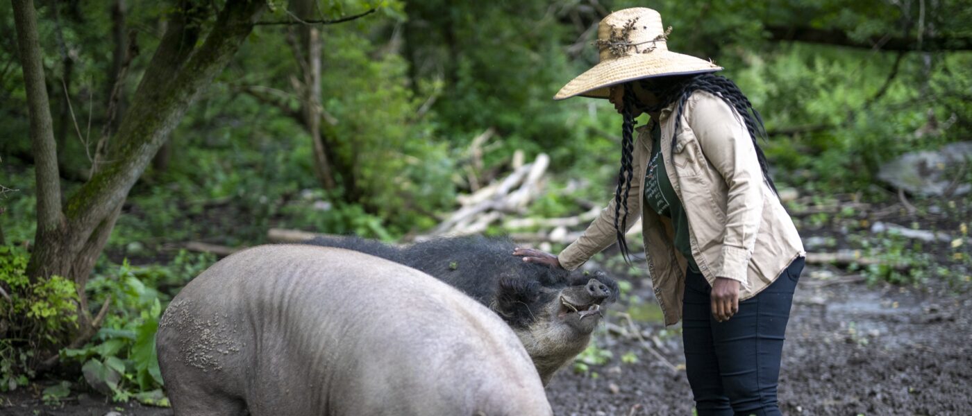 hogs being touched gently by a farmer
