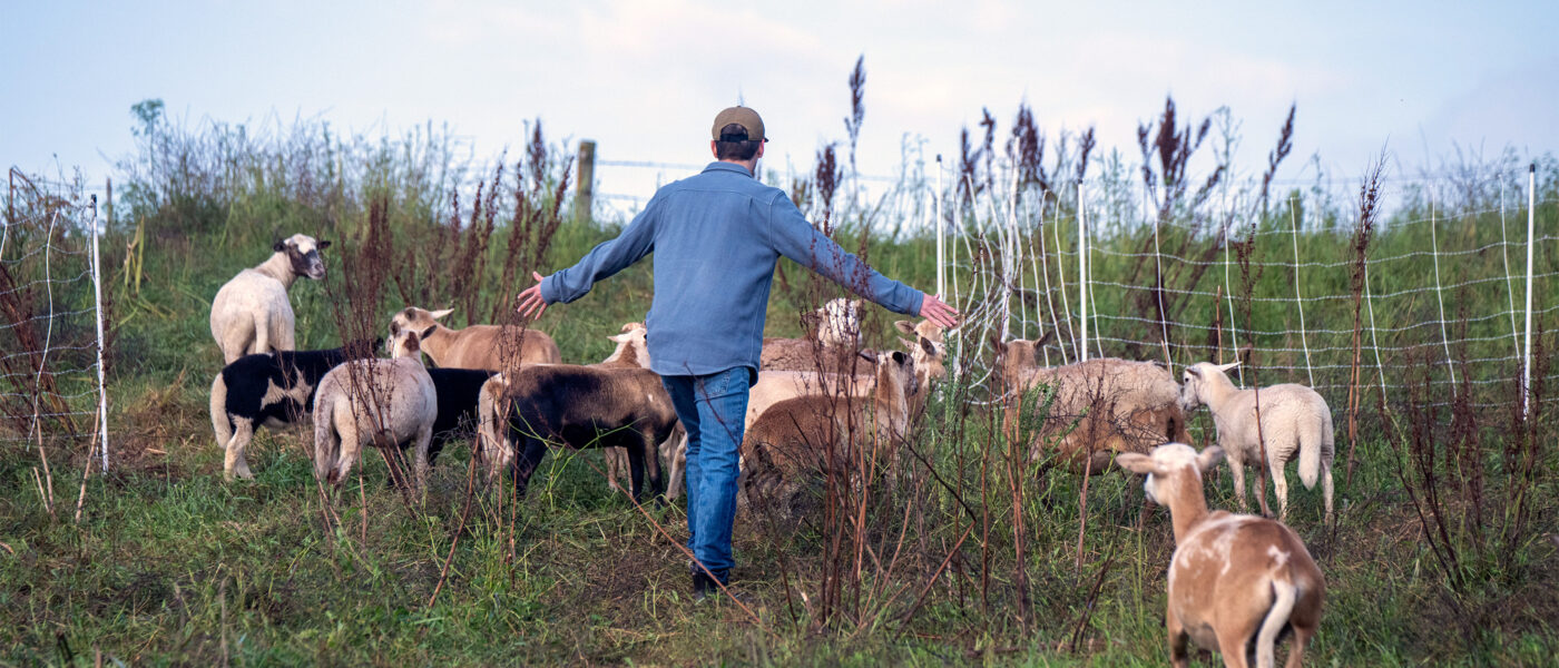 farmer with sheep