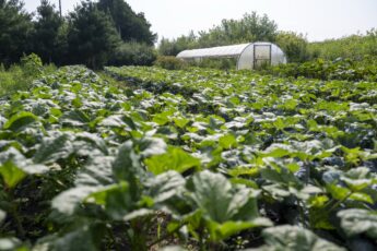 Updates and Grant Opportunities for Farmers and Farm Advocates in our Newsletter