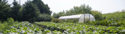 field with greenhouse in background